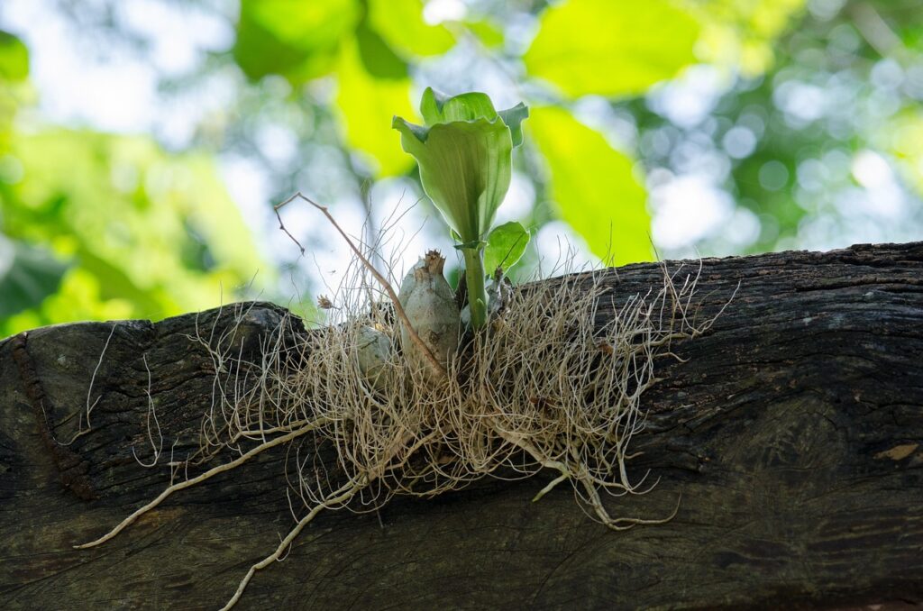 root, shoot, hold on, life, nature, green, clinging, be born, grow, sprout, be reborn, reborn, trunk, reborn, reborn, reborn, reborn, reborn