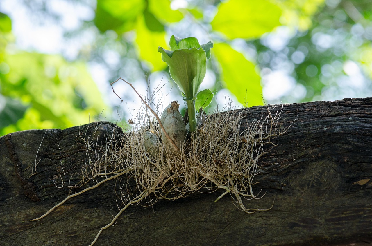 root, shoot, hold on, life, nature, green, clinging, be born, grow, sprout, be reborn, reborn, trunk, reborn, reborn, reborn, reborn, reborn